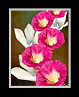  Belizean morning glories thumbnail
